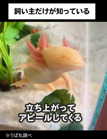 立ち上がったウーパールーパー