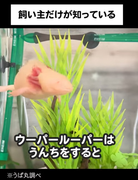 うんちをするウーパールーパー