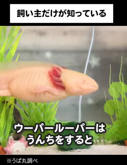 泳ぎ回るウーパールーパー