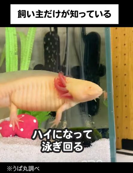 ハイになるウーパールーパー