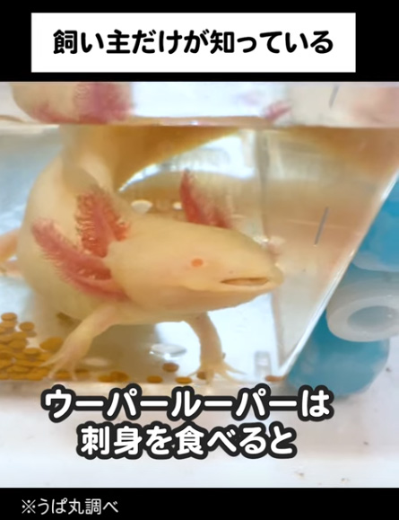 刺身を食べるウーパールーパー