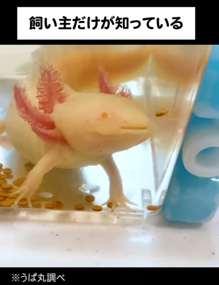 ぺっするウーパールーパー