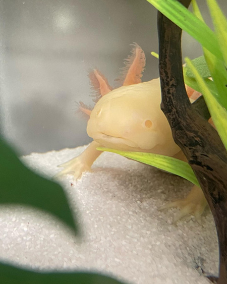 葉っぱにあごのせウーパールーパー