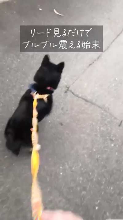 散歩に行けない柴犬