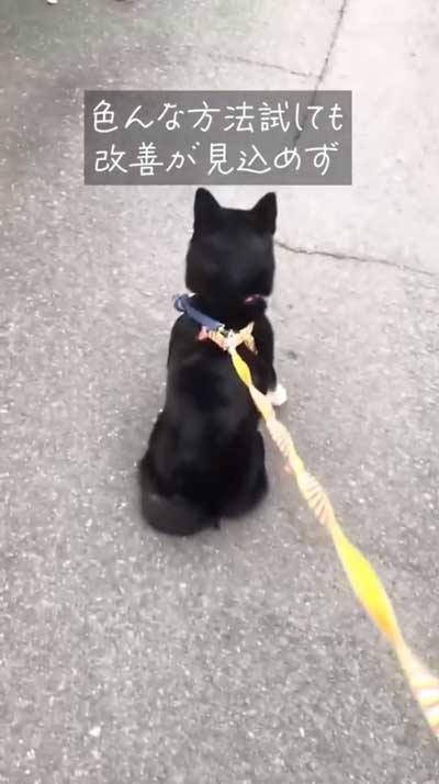 パニックの柴犬