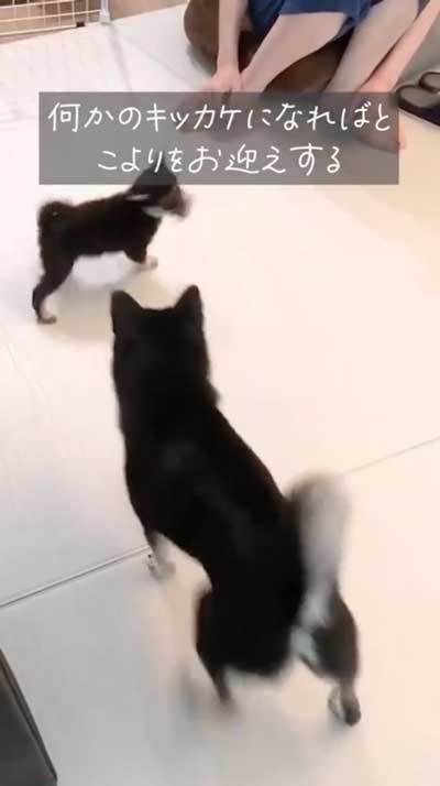 散歩嫌いの柴犬