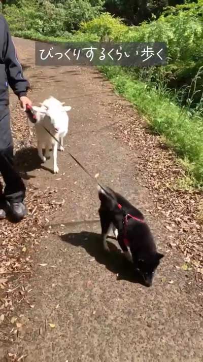 楽しそうな柴犬