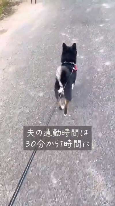 田舎に移住した柴犬