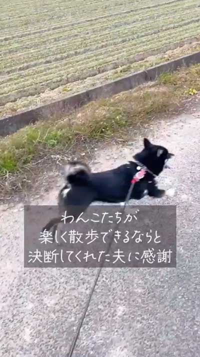 散歩する柴犬