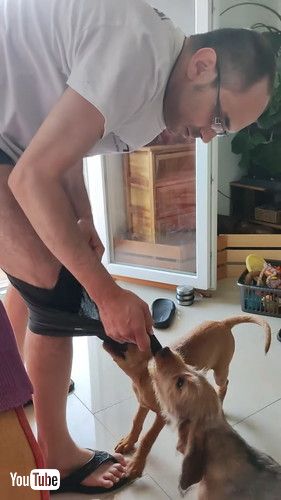 ショートパンツに夢中な犬たち