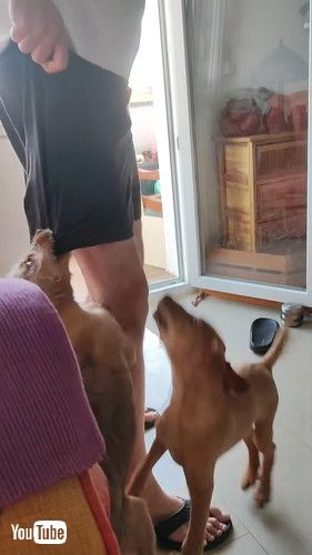 ショートパンツに夢中な犬たち