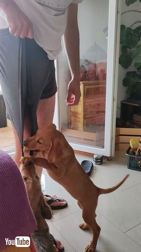 ショートパンツに夢中な犬たち