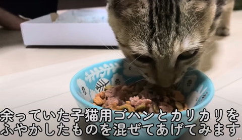 余っていた子猫用ゴハンとテロップ