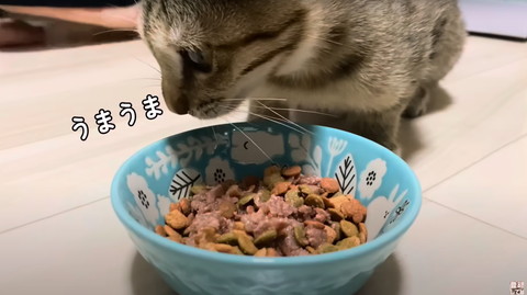 うまうまテロップ