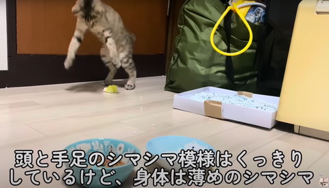 頭と手足の縞々模様テロップ