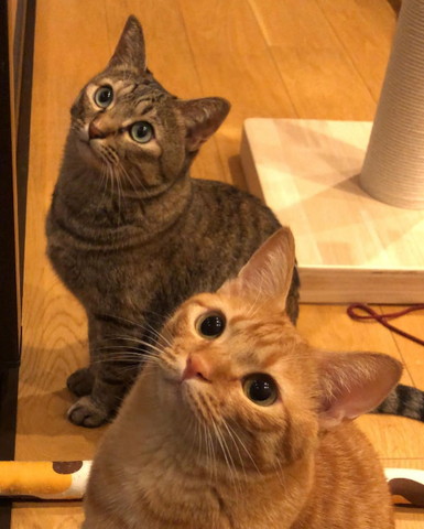 上を見つめる2匹