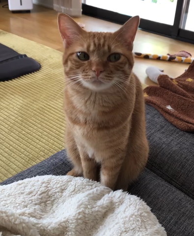 横目の猫ちゃん