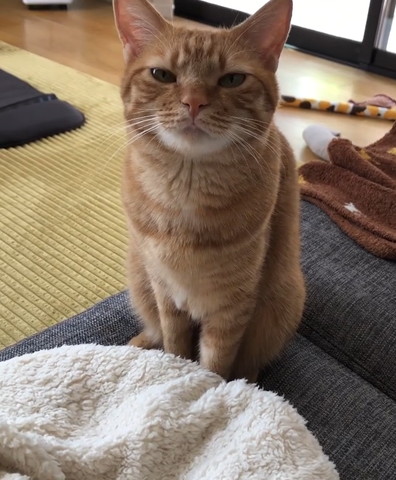 眠たそうに見つめてくる猫ちゃん