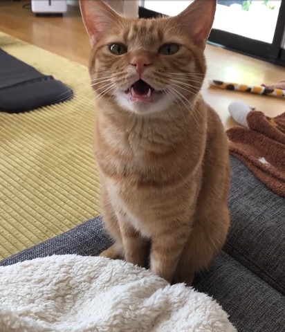 お口あけて鳴いてる猫ちゃん
