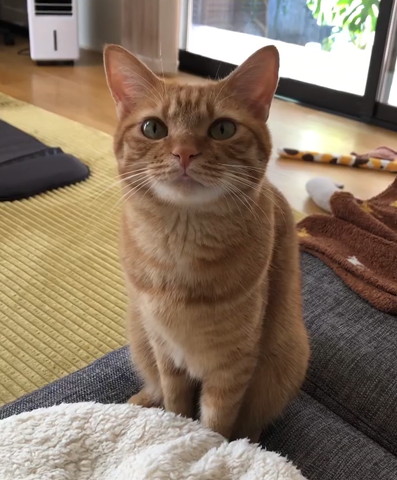 見つめてくる猫ちゃん