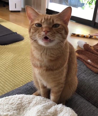 少し口開けて鳴く猫ちゃん