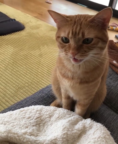 鳴いてる猫ちゃん画面右寄り