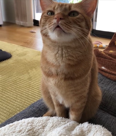 見上げてる猫ちゃん下から