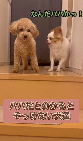 なんだパパかテロップ