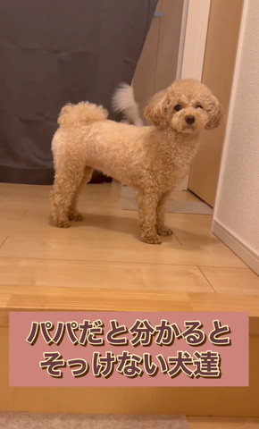 カーテンに入っていくワンコとカメラ目線ワンコ