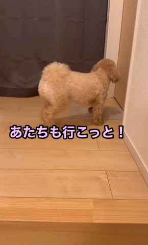 あたちも行こッとテロップ