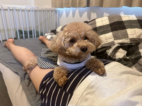 お尻の上でくつろぐワンコ