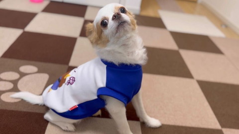 洋服着てるチワワ