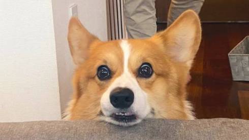 見つめるコーギー