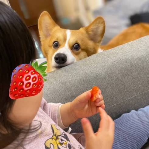いちごを見るコーギー