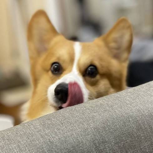 舌を出すコーギー