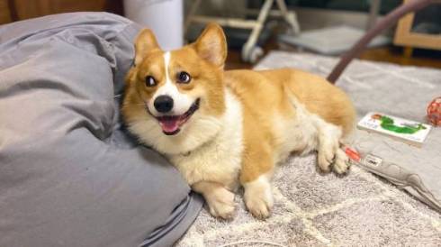 気になるコーギー