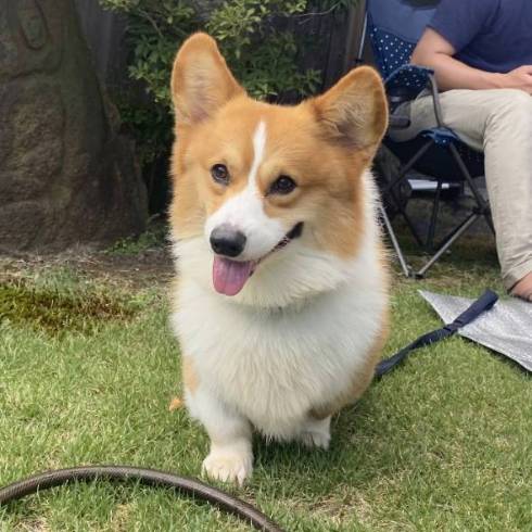 かわいいコーギー