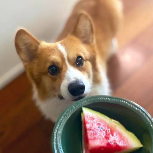 すいかとコーギー