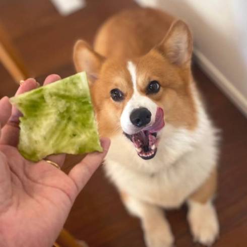 スイカを食べたコーギー