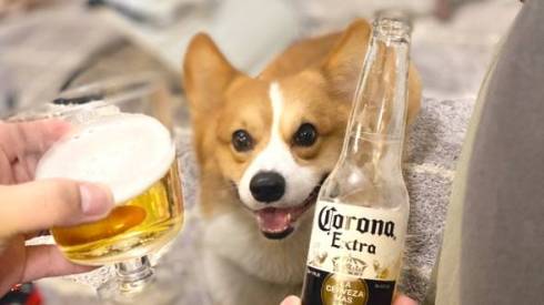 飼い主と過ごすコーギー