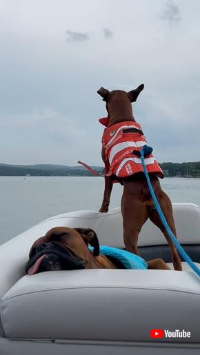 風に乗る犬