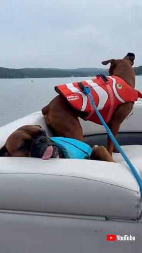 風に乗る犬