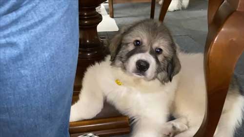 息子を格下扱いし始めた大型犬