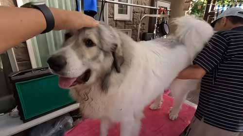 息子を格下扱いし始めた大型犬