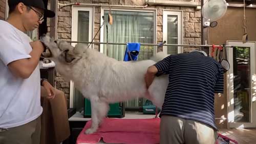 息子を格下扱いし始めた大型犬