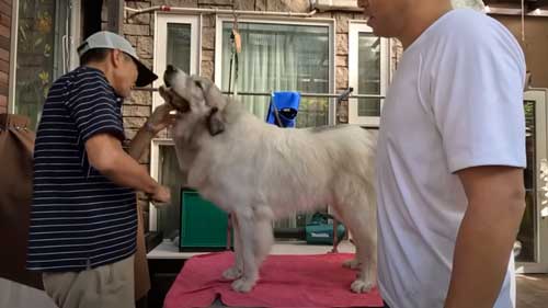 息子を格下扱いし始めた大型犬