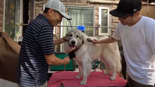 息子を格下扱いし始めた大型犬