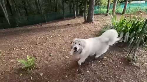 息子を格下扱いし始めた大型犬