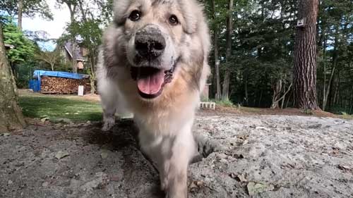 息子を格下扱いし始めた大型犬