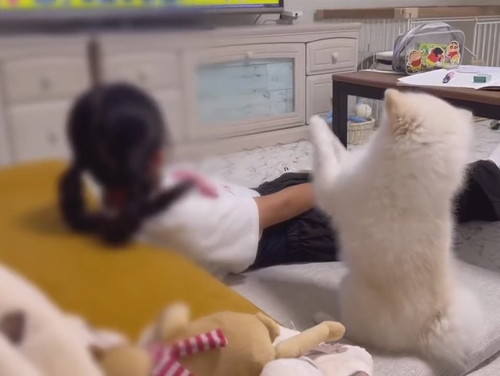 応援するポメラニアン